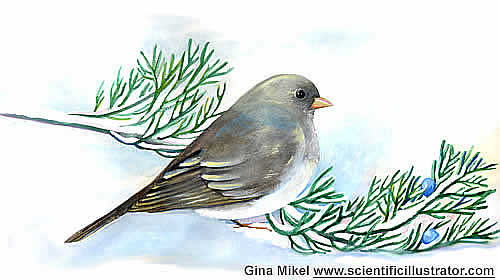 junco
