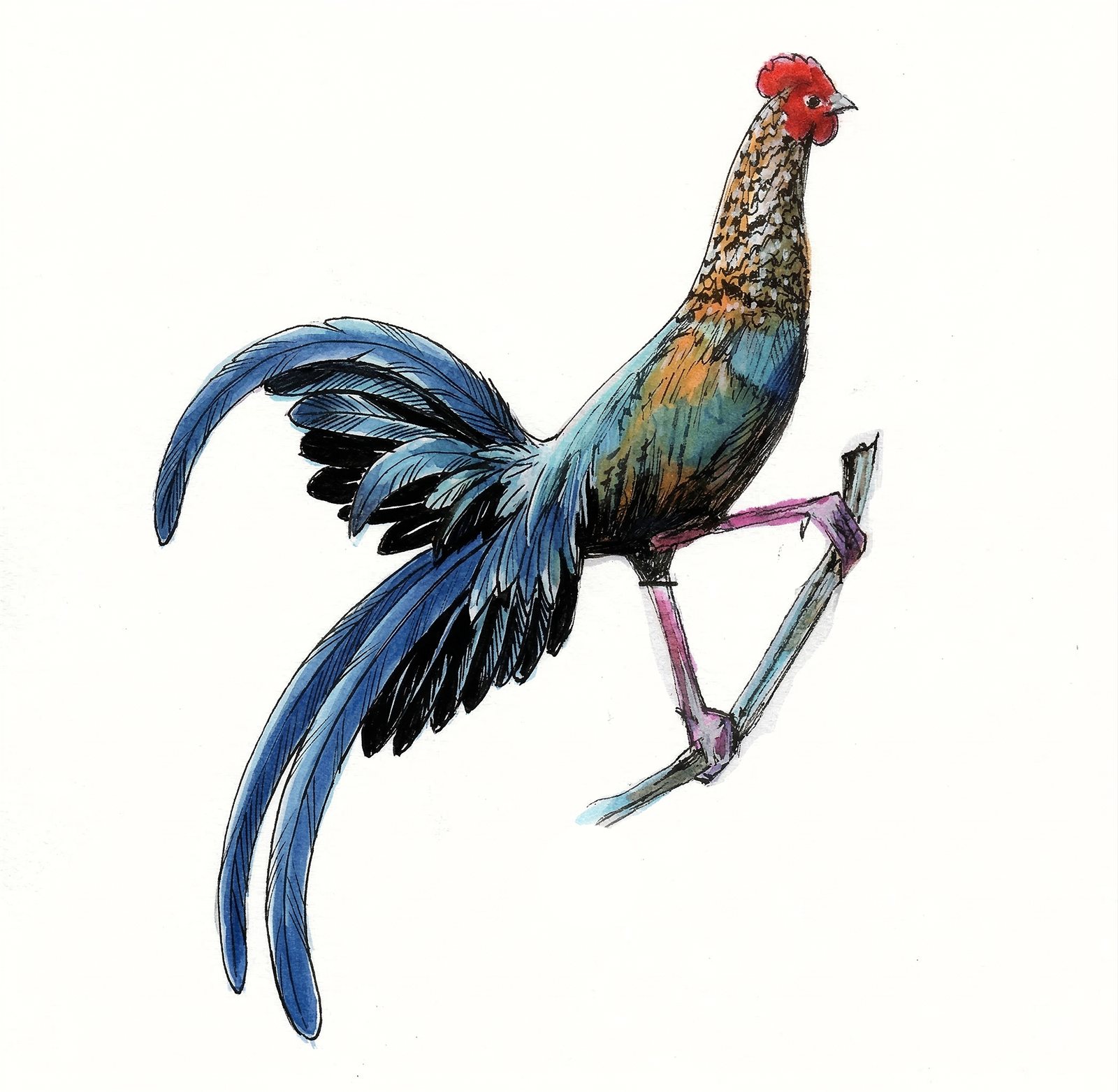 Artwork by Gina Mikel: Junglefowl, Gallus gallus