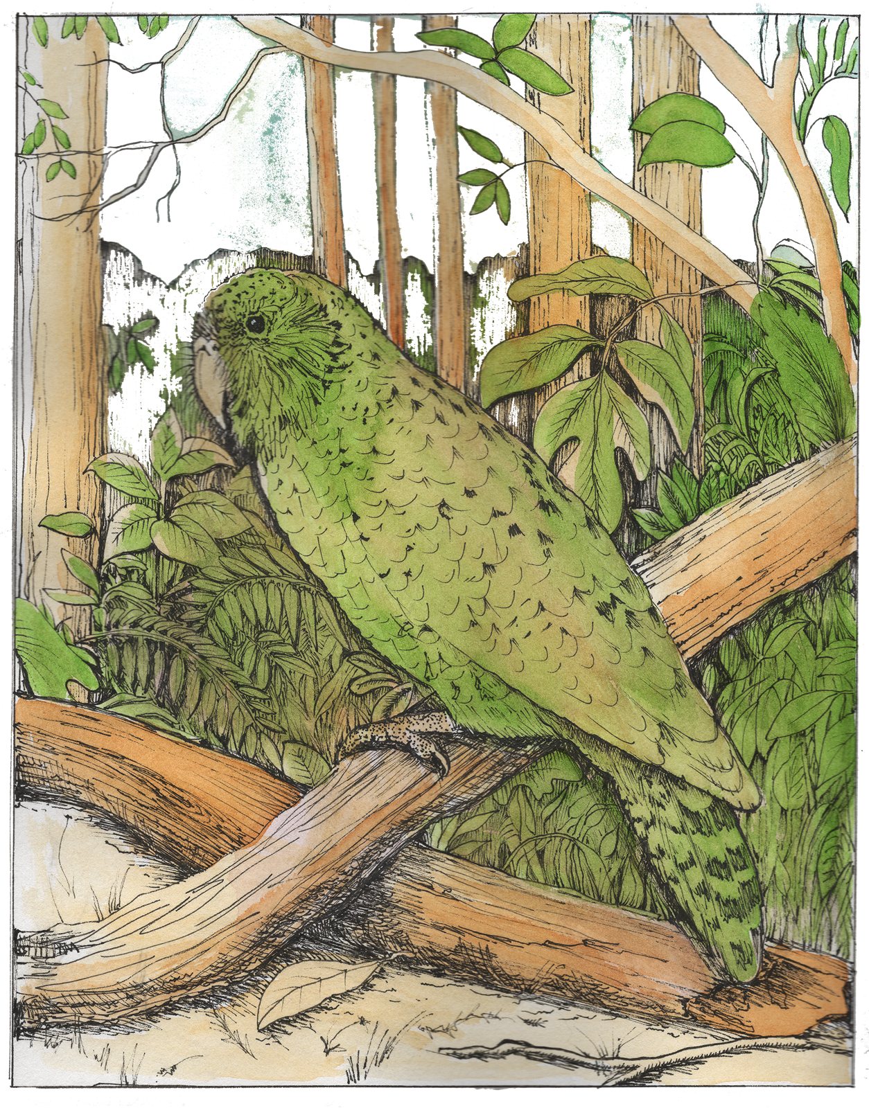 Artwork by Gina Mikel: Kakapoo, Strigops habroptilus
