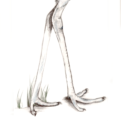 killdeer feet