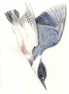 kingfisher diving