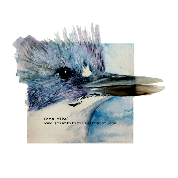 belted kingfisher, watercolor