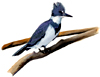 kingfisher