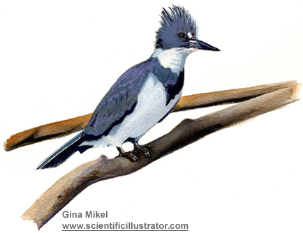 belted kingfisher