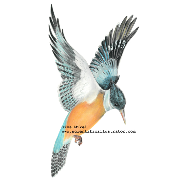 Kingfisher in Flight