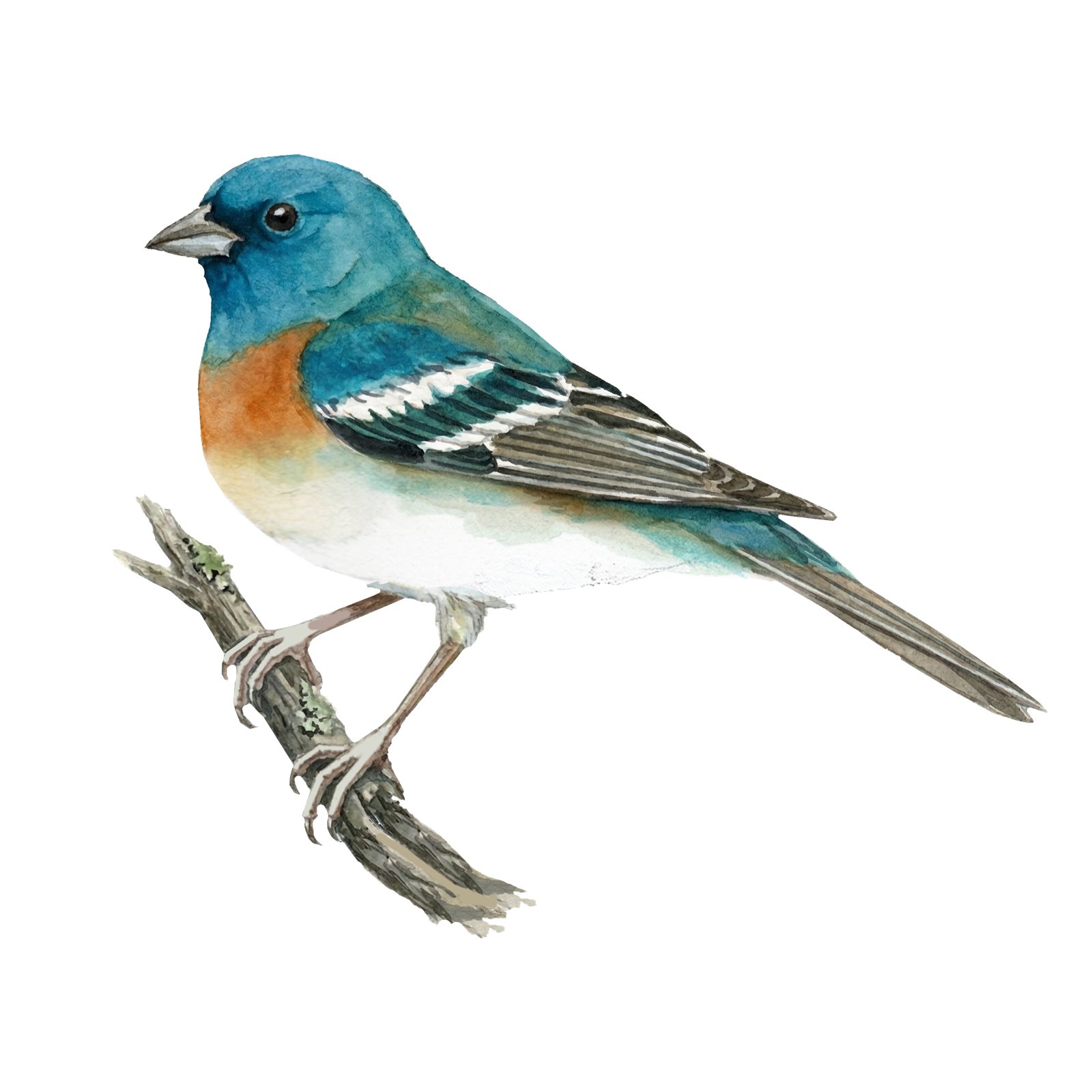 Artwork by Gina Mikel: Lazuli Bunting, Passerina amoena