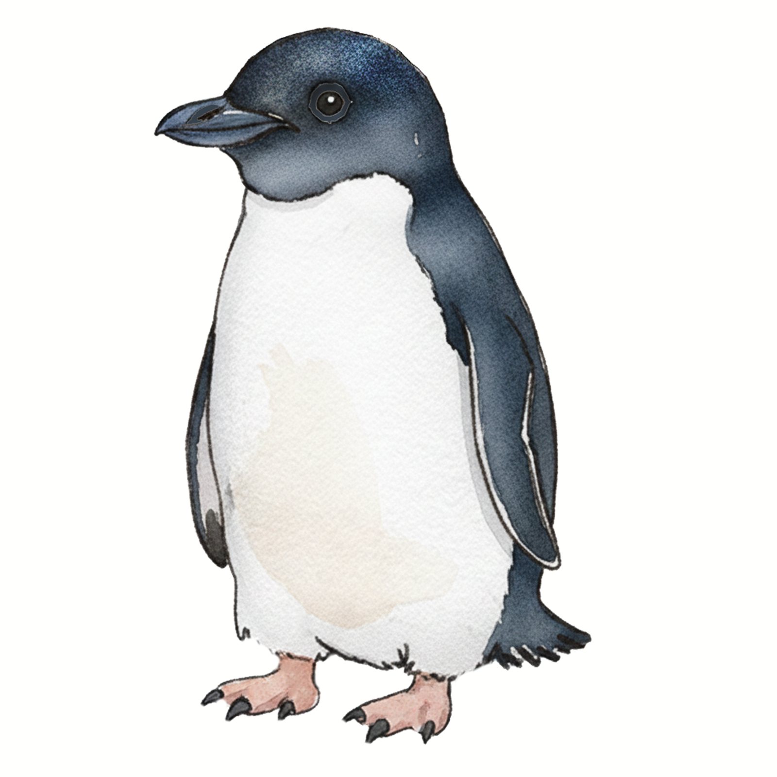 Artwork by Gina Mikel: Little Penguin, Eudyptula minor