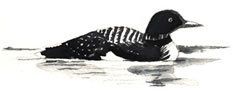 Common Loon Watercolor