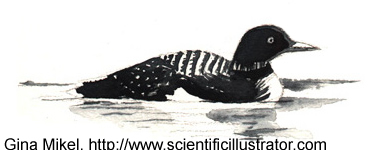 common loon