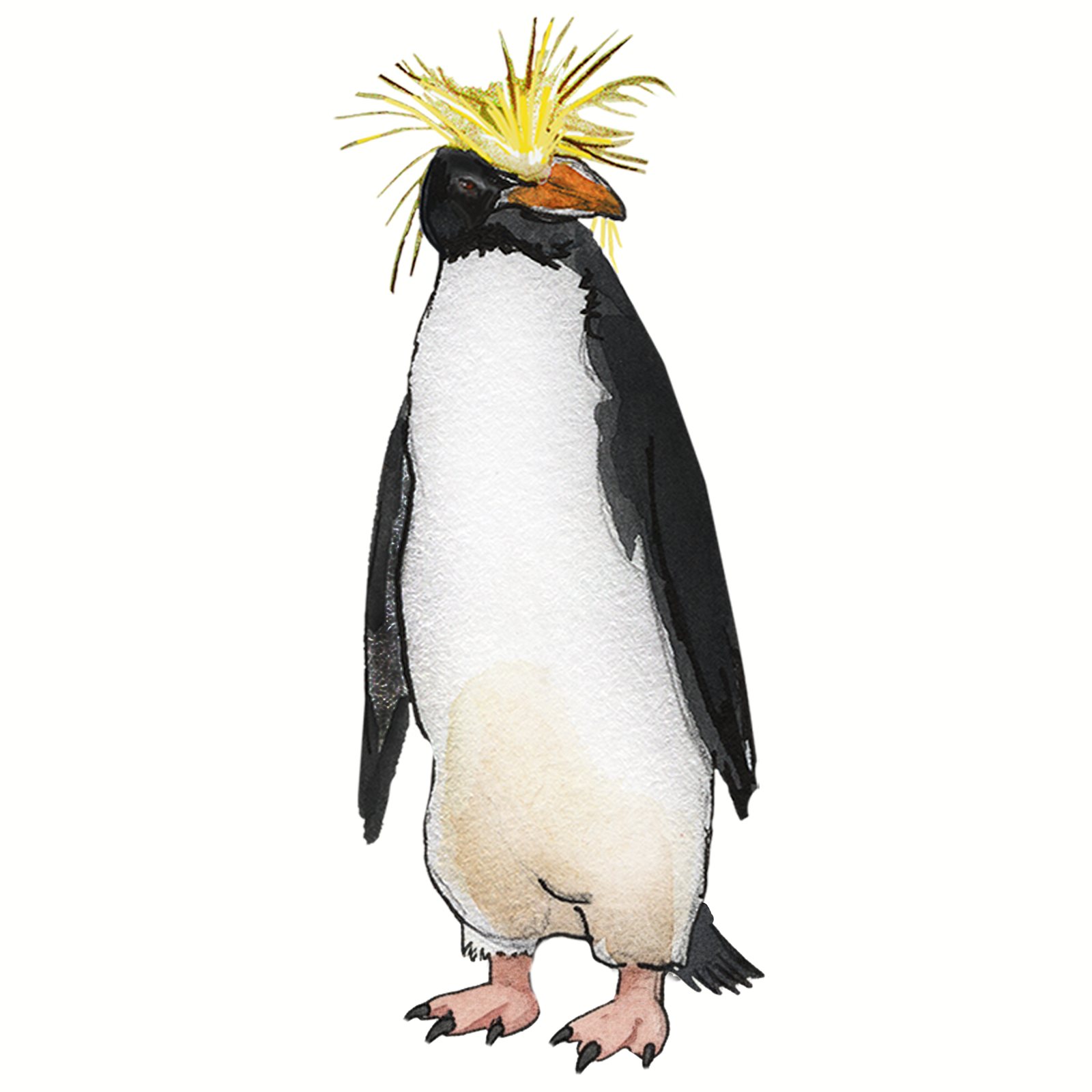 Artwork by Gina Mikel: Macaroni Penguin, Eudyptes chrysolophus