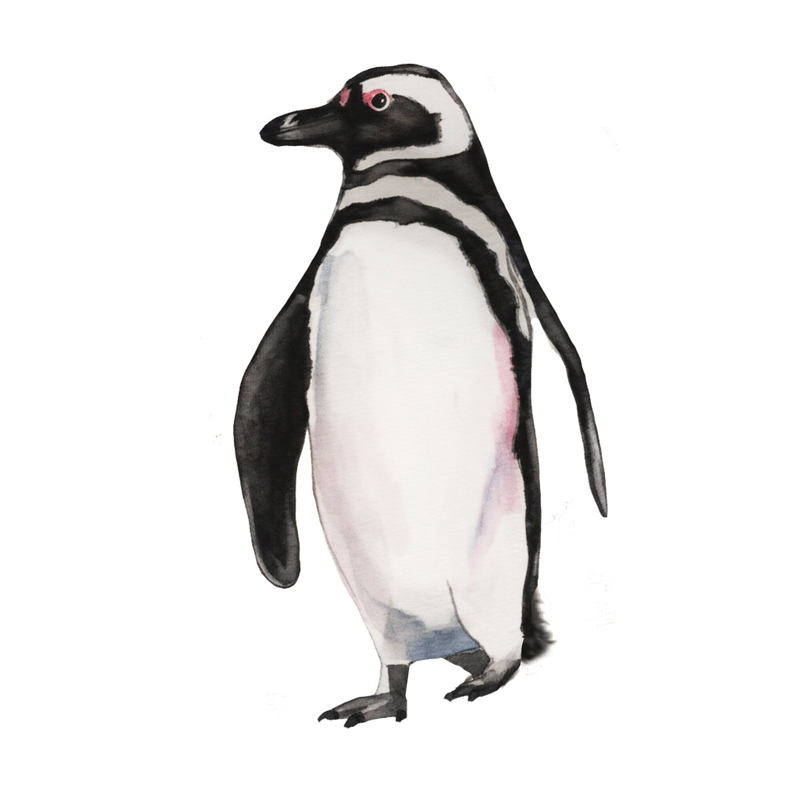 Artwork by Gina Mikel: Magellanic Penguin, Spheniscus magellanicus