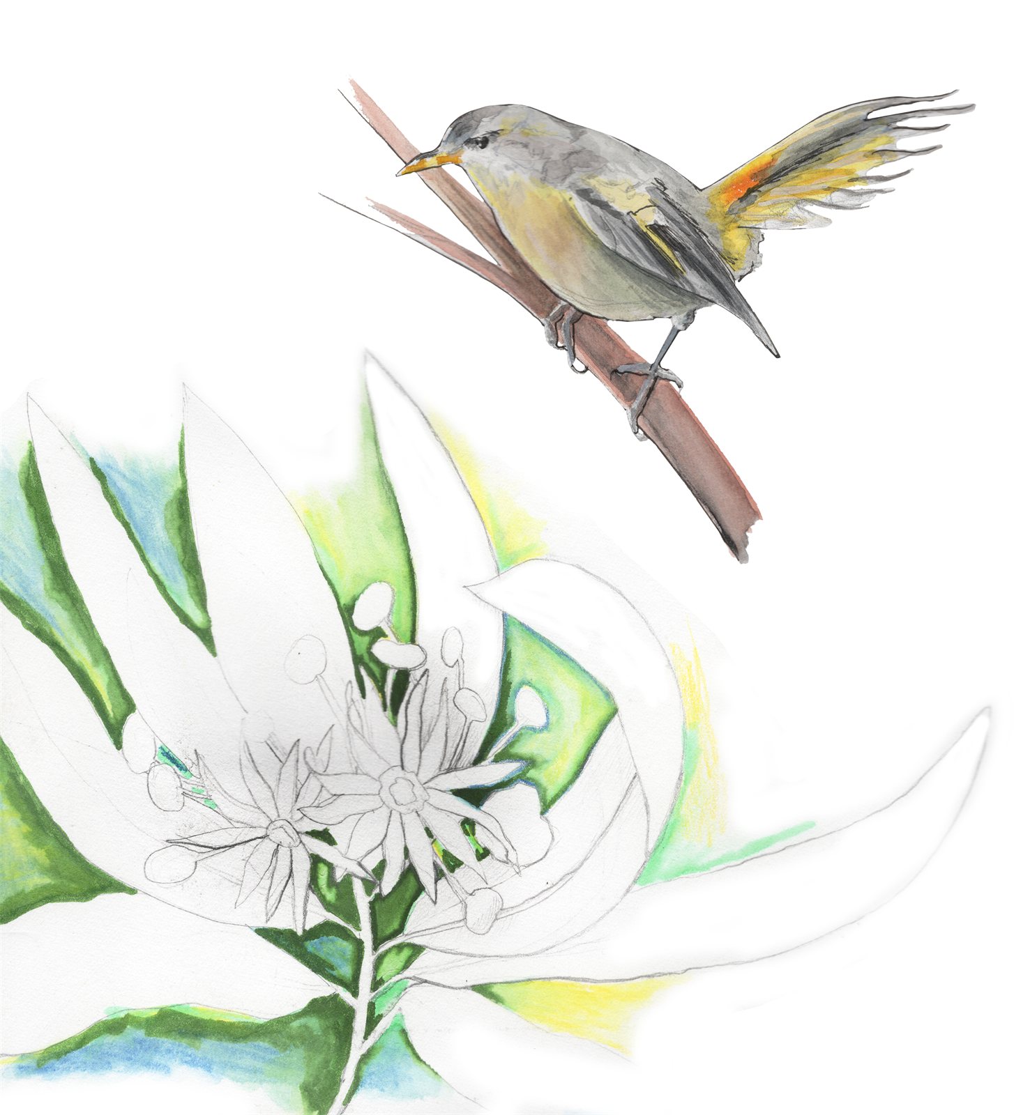 Artwork by Gina Mikel: Masafuera Rayadito, Aphrastura masafuerae