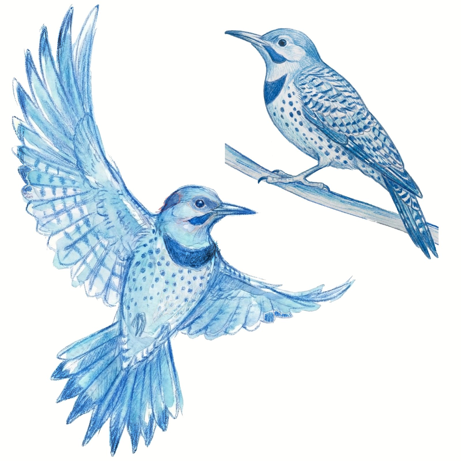 Artwork by Gina Mikel: Northern Flicker, Colaptes auratus