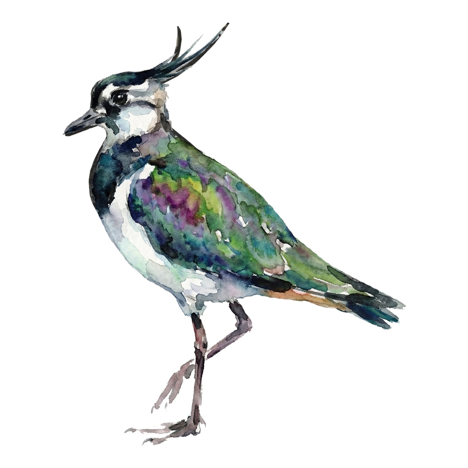 Artwork by Gina Mikel: Northern Lapwing, Vanellus vanellus