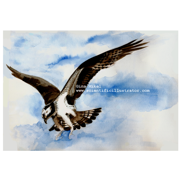 osprey in flight, watercolor