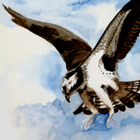 Osprey