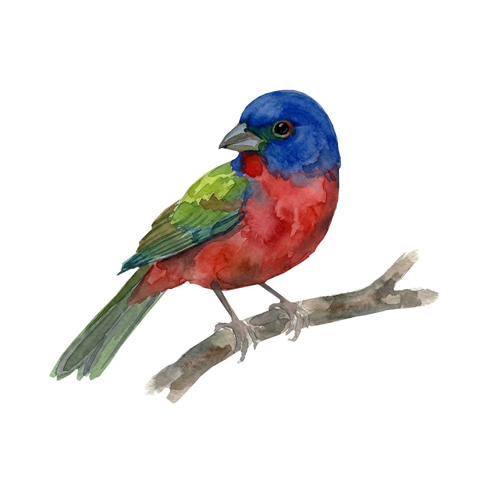 Artwork by Gina Mikel: Painted Bunting, Passerina ciris