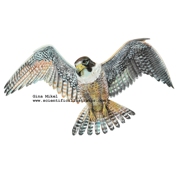 Peregrine Falcon