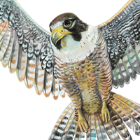 Peregrine Falcon