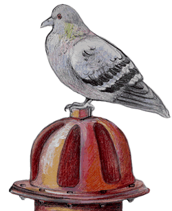 pigeon