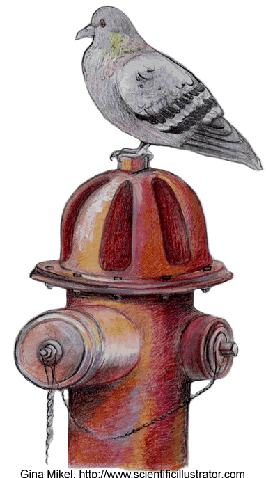 pigeon