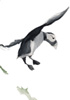 puffin