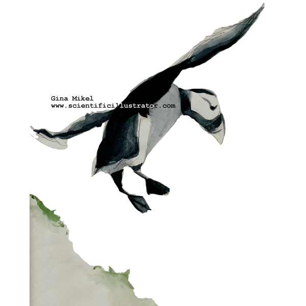 puffin flying