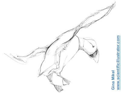 atlantic puffin flying