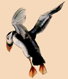 puffin flying, colored pencil and pastel