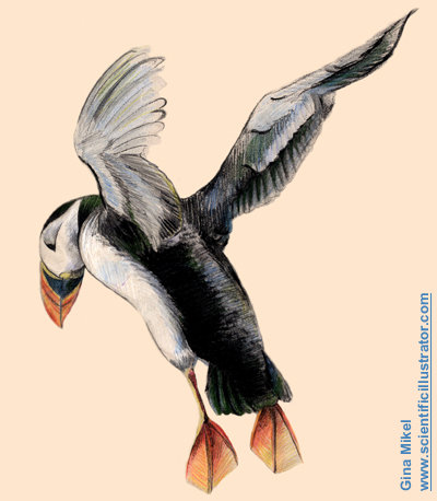 puffin in flight, colored pencil and pastel