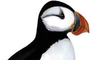 puffin, watercolor