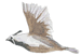 California Quail