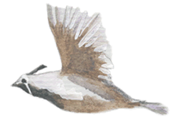 quail