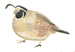 California Quail