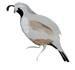 California Quail
