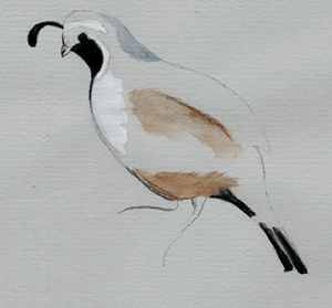 california quail