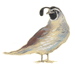 California Quail