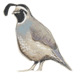 California Quail