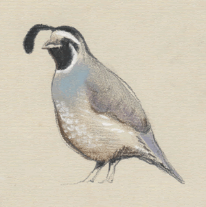 california quail