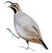 California Quail