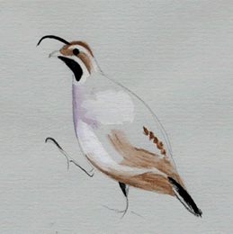 california quail