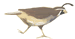 California Quail