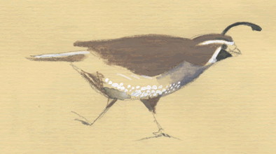 california quail