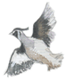 California Quail