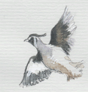 california quail
