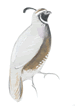 California Quail
