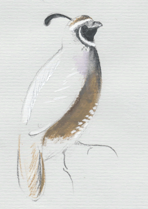 california quail