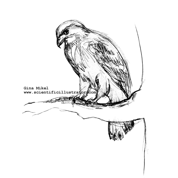 Red-Tailed Hawk
