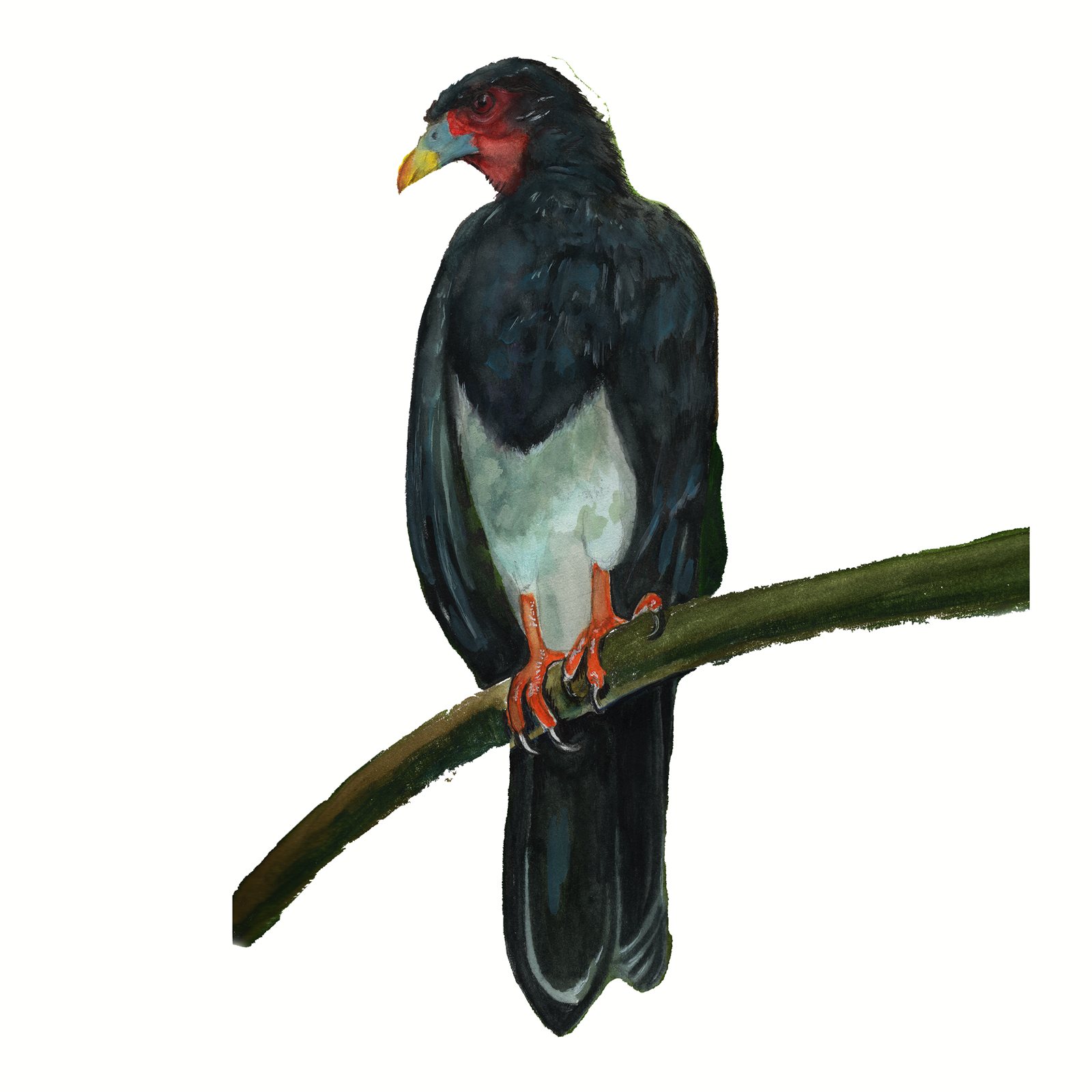 Artwork by Gina Mikel: Red-throated Caracara, Ibycter americanus