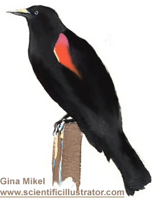 redwinged blackbirds